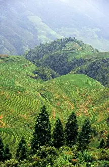 Guangxi Prints: China: Longji (Dragon's Backbone) Terraced Rice Fields