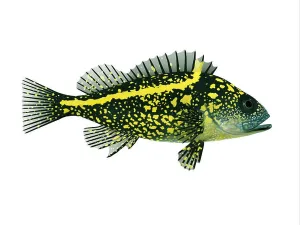 Tropical Fish Prints: China Rockfish - Rockfish spend most of the time among rocky crevices and boulders in the Pacific ocean
