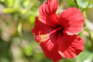 Ornamental Plant Prints: China rose flower closeup