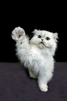 Felidae Prints: CHINCHILLA PERSIAN CAT, ADULT WITH GREEN EYES HOLDING UP IT'S PAW