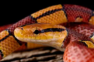 Nonvenomous Prints: Chinese bamboo snake / Oreocryptophis porphyraceus vaillanti