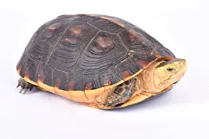 Box Turtle Prints: Chinese box turtle, Cuora flavomarginata flavomarginata