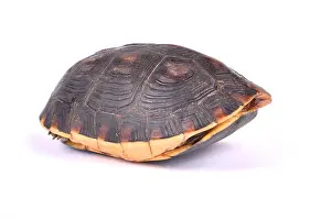 Chinese box turtle, Cuora flavomarginata flavomarginata