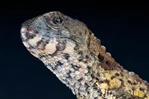 Iucn Red List Prints: Chinese crocodile lizard / Shinisaurus crocodilirus