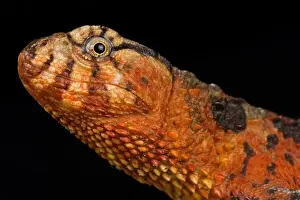 Semiaquatic Prints: Chinese crocodile lizard (Shinisaurus crocodilurus)