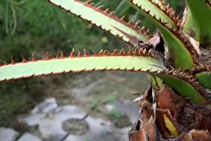 Upright Prints: Chinese fan palm (Livistona chinensis) petioles (stalk that joins leaf to a stem) have sharp spines