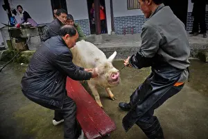 Villager Prints: Chinese men pull a pig to be butchered out of a pig house at a villager's home in preparation for the upcoming