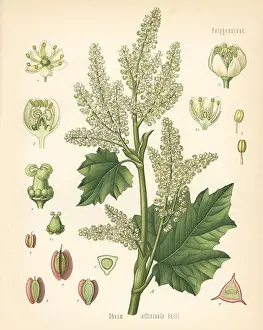 Chromolithograph Prints: Chinese rhubarb, Rheum officinale