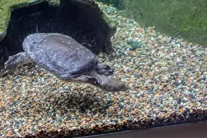 Reptilian Prints: The Chinese softshell turtle (Pelodiscus sinensis) in the water