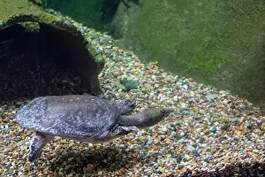 Reptilian Prints: The Chinese softshell turtle (Pelodiscus sinensis) in the water