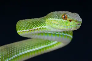 Pit Viper Prints: Chinese tree viper / Trimeresurus stejnegeri