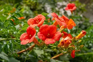 Chinese trumpet vine in a garden in Mithymna (or Methymna) is a town and former municipality on the island of Lesbos