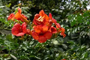 Chinese trumpet vine in a garden in Mithymna (or Methymna) is a town and former municipality on the island of Lesbos
