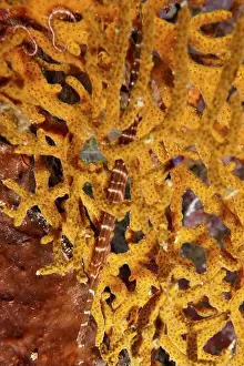Camouflaging Prints: Chinese trumpetfish (Aulostomus chinensis)