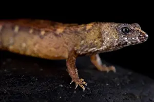 Semi Aquatic Prints: The Chinese water skink (Tropidophorus sinicus) is a semi-aquatic lizard species found in southern China