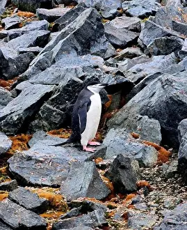 Aspiration Prints: Chinstrap Penguin in Antarctica