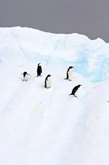 Changing Prints: chinstrap penguins Pygoscelis antarctica and gentoo penguins Pygoscelis Papua on an iceberg off the western Antarctic