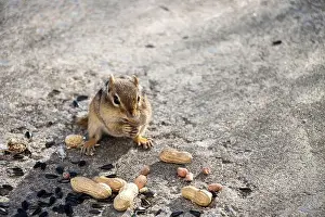 Cheek Prints: Chipmunk with peanut in its mouth. Sunflower seeds and peanuts on the ground around him