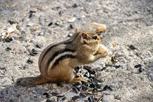 Cheek Prints: Chipmunk with peanut in its paws. Sunflower seeds on the ground around him