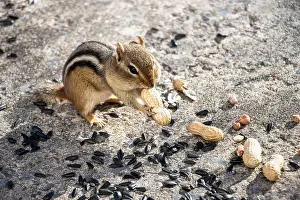 Cheek Prints: Chipmunk with peanut in its paws. Sunflower seeds and peanuts on the ground around him