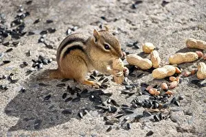 Cheek Prints: Chipmunk sitting with peanut in its paws