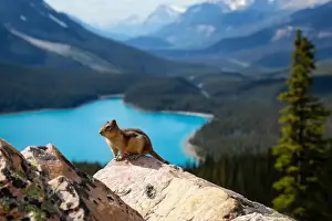 Banff Prints: Chipmunk sitting on top of a rock with beautiful Canadian Rockies in the background