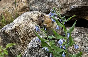 Chipmunk Prints: One Chipmunk standing on a large rock eating blue flowers in the Rocky Mountain National Park in Colorado