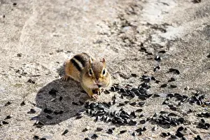 Cheek Prints: Chipmunk with sunflower seed in its mouth. Sunflower seeds on the ground around him