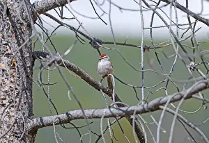 Ethology Prints: Chipping Sparrow in a Pine Tree in Yellowstone National Park in Wyoming