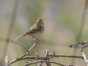 Ornithologist Prints: A Chipping Sparrow, Spizella passerina in Arizona