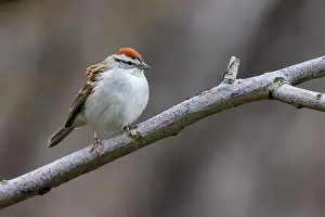 Warbler Prints: chipping sparrow (Spizella passerina) singing in spring