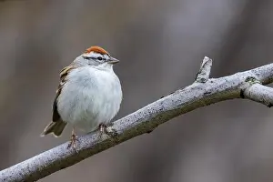 Warbler Prints: chipping sparrow (Spizella passerina) singing in spring