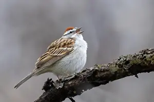 Warbler Prints: chipping sparrow (Spizella passerina) singing in spring