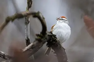 Warbler Prints: chipping sparrow (Spizella passerina) singing in spring