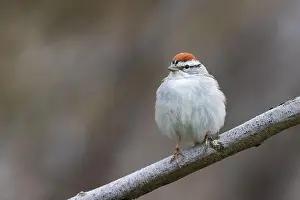 Warbler Prints: chipping sparrow (Spizella passerina) singing in spring