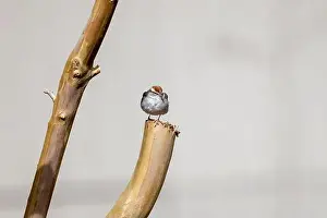 Scrubs Prints: Chipping sparrow (Spizella passerina) is a species of American sparrow perched on a fence