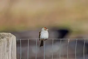 Scrubs Prints: Chipping sparrow (Spizella passerina) is a species of American sparrow perched on a fence