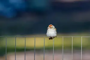 Scrubs Prints: Chipping sparrow (Spizella passerina) is a species of American sparrow perched on a fence