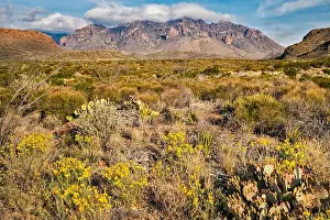 Remoteness Prints: Chisos Mountains, desert marigolds in bloom