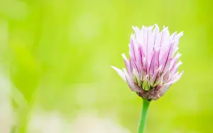 Freshness Prints: Chives