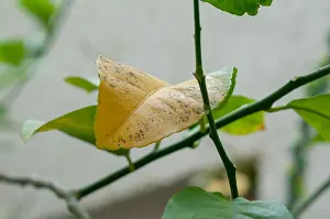 Lack Prints: Chlorosis of lemon tree leaves