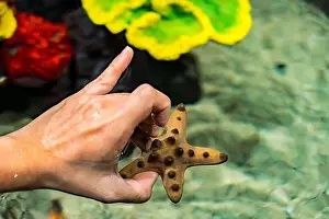 Sea Star Prints: Chocolate Chip StarFish from ocean in the Hands of a human with coral reef in background