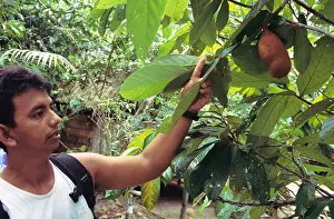 Points Prints: Chocolate plant -- Amazon region, Brazil