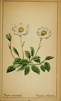 Emerging Prints: Choix de plantes de l'Europe centrale