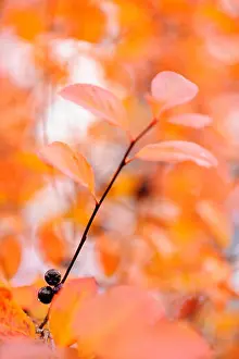 Bokeh Background Prints: Chokeberry, Aronia berries. Leaves in autumn colors