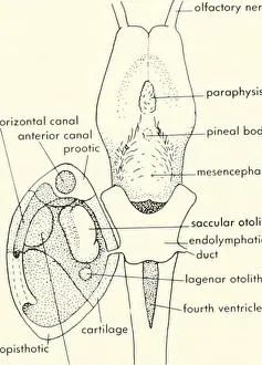 Chordate morphology. Morphology (Animals); Chordata. olfactory nerve (I) parophysis horizontal canal I j