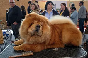 Lying Down Prints: Chow Chow dog lying down during a dog show