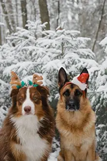 Reindeer Prints: Christmas greeting card with dogs