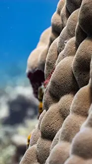 Coral Reefs Prints: Christmas tree worms on a coral reef off Fuvahmulah, Maldives