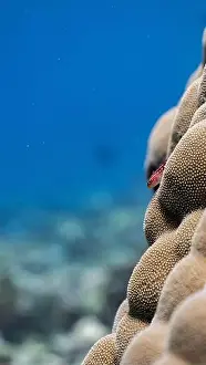 Coral Reefs Prints: Christmas tree worms on a coral reef off Fuvahmulah, Maldives